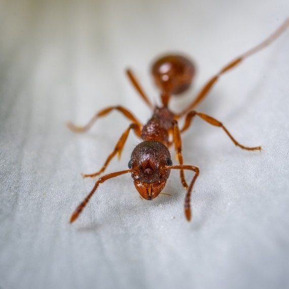 Field Ants, Pest Control in Kentish Town, NW5. Call Now! 020 8166 9746