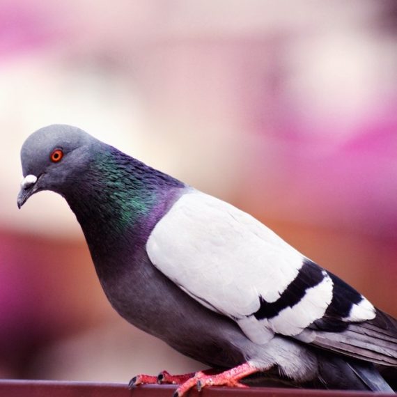 Birds, Pest Control in Kentish Town, NW5. Call Now! 020 8166 9746