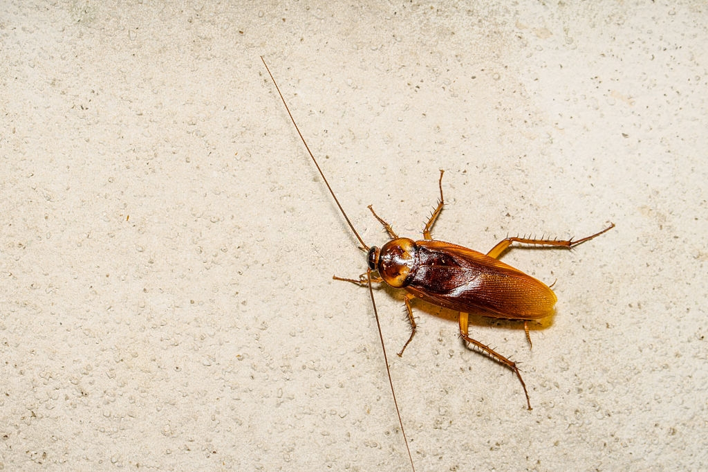 Cockroach Control, Pest Control in Kentish Town, NW5. Call Now 020 8166 9746