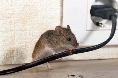 Pest Control in Kentish Town, NW5. Call Now! 020 8166 9746