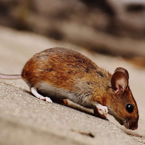 Mice, Pest Control in Kentish Town, NW5. Call Now! 020 8166 9746