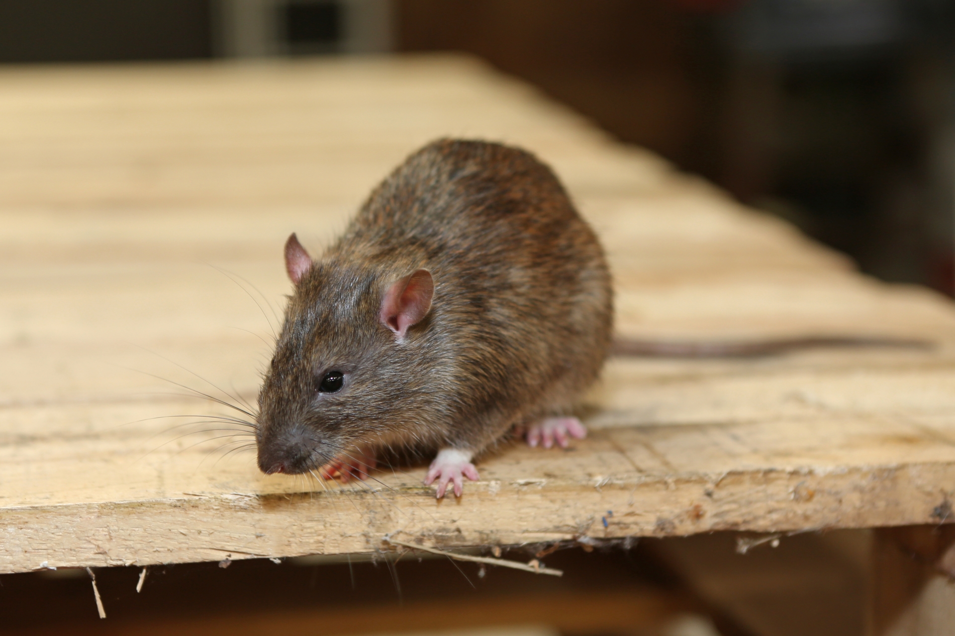 Rat Infestation, Pest Control in Kentish Town, NW5. Call Now 020 8166 9746