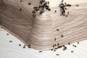 Ant Control, Pest Control in Kentish Town, NW5. Call Now 020 8166 9746