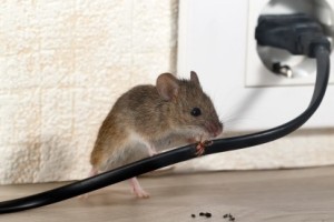 Mice Control, Pest Control in Kentish Town, NW5. Call Now 020 8166 9746
