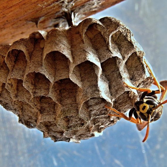 Wasps Nest, Pest Control in Kentish Town, NW5. Call Now! 020 8166 9746